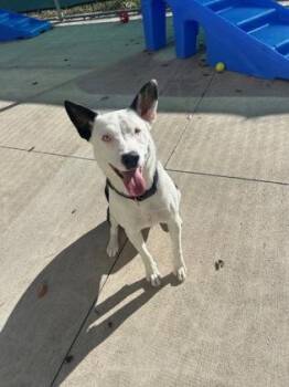 Rescue Mixed Breed Dogs for Adoption in Steamboat Springs, Colorado - Luna | PetCurious