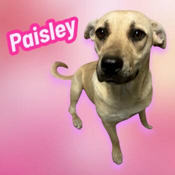 Rescue Yellow Labrador Retriever Dogs for Adoption in Chuckey, Tennessee - Paisley | PetCurious