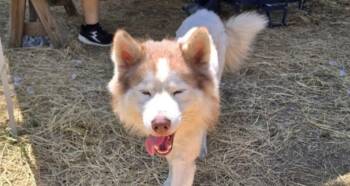 Rescue Mixed Breed Dogs for Adoption in Houston, Texas - Swiffer | PetCurious