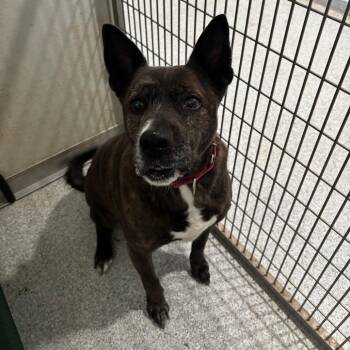 Ralph -  Mixed Breed Dog for Adoption in Pineville, Missouri - Ralph | PetCurious