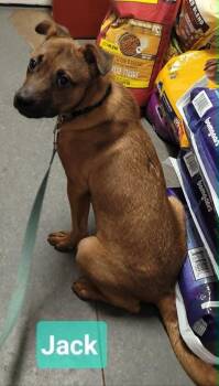 Retriever and Patterdale Terrier Fell Terrier Dogs Available for Adoption in Richmond, Indiana - Jack Frost | PetCurious