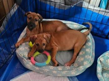 Chloe -  Terrier Dog for Adoption in Berlin, New Jersey - Chloe | PetCurious