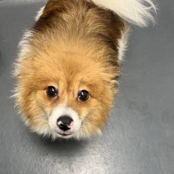 Mixed Breed Dogs Available for Adoption in Allentown, Pennsylvania - Floofmeister | PetCurious