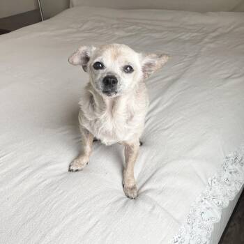 Sweet old Albert -  Chihuahua and Norfolk Terrier Dog for Adoption in Burlington, North Carolina - Sweet Old Albert | PetCurious