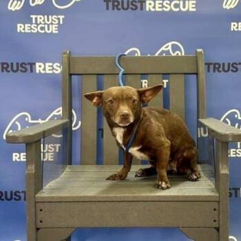 Chihuahua and Terrier Dogs Available for Adoption - MIDGE | PetCurious