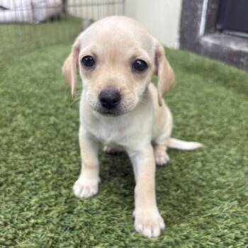 Chihuahua Dogs Available for Adoption in Loxahatchee Groves, Florida - Baked Potato 7050 | PetCurious