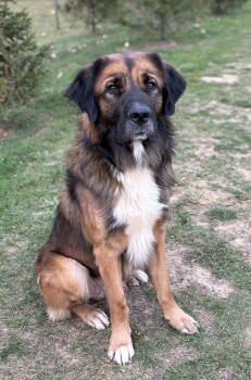 Rescue Retriever Dogs for Adoption in Hazlet, New Jersey - Cliff | PetCurious