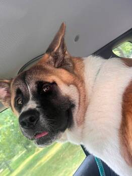 Cooper -  Akita Dog for Adoption in Chicago, Illinois - Cooper | PetCurious