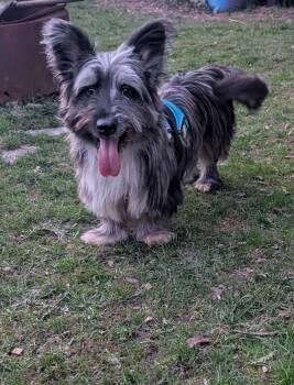 Blu -  Terrier Dog for Adoption in Owen Sound, Ontario - Blu | PetCurious
