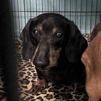 0951-D26 -  Dachshund Dog for Adoption in Port Charlotte, Florida - 0951-D26 | PetCurious