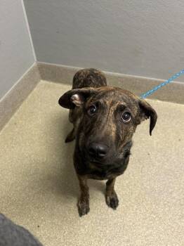 Pit Bull Terrier and Mixed Breed Dogs Available for Adoption in Las Vegas, Nevada - NOODLE | PetCurious