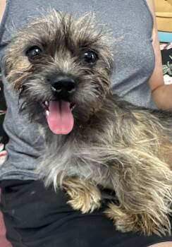 Chewy -  Shih Tzu Dog for Adoption in Lubbock, Texas - Chewy | PetCurious