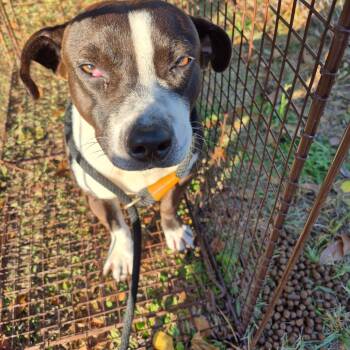Rescue Mixed Breed Dogs for Adoption in Columbus, Georgia - 11/13/2025-Stray-BuxtonDrive | PetCurious