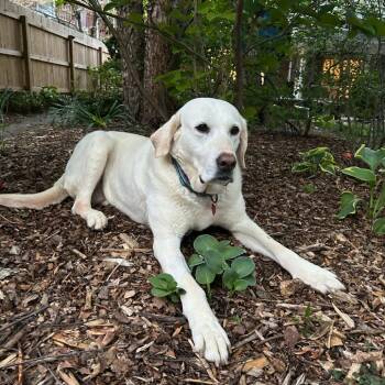 Labrador Retriever Dogs Available for Adoption in Sinking Spring, Pennsylvania - Penny | PetCurious