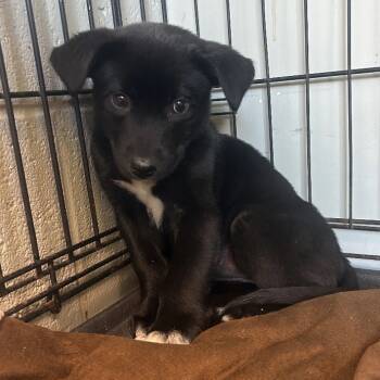 Rescue Black Labrador Retriever Dogs for Adoption in Huntsville, Alabama - Harper (in PA) | PetCurious