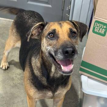 Rescue Hound Dogs for Adoption in Parrish, Alabama - Mawmaw | PetCurious