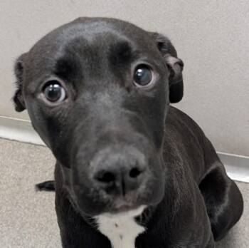 Terrier Dogs Available for Adoption - Iris | PetCurious