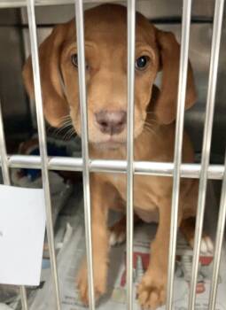 Bev -  Mountain Cur Dog for Adoption in Parma, Ohio - Bev | PetCurious