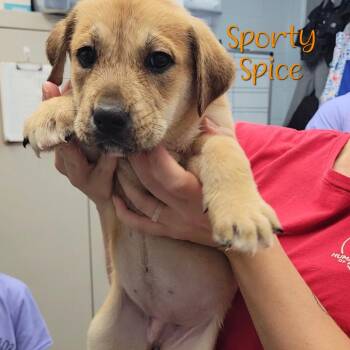 Sporty Spice -  Labrador Retriever and Mixed Breed Dog for Adoption in Parkersburg, West Virginia - Sporty Spice | PetCurious