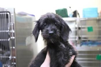 Jullia -  Terrier and Mixed Breed Dog for Adoption in Brunswick, Georgia - Jullia | PetCurious
