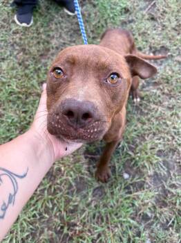 Blaze -  Mixed Breed Dog for Adoption in Winnsboro, South Carolina - Blaze | PetCurious