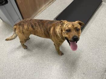 KYLO -  Hound Dog for Adoption in Loveland, Colorado - KYLO | PetCurious