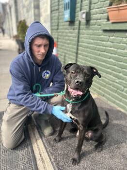 Rescue Pit Bull Terrier Dogs for Adoption in Newark, New Jersey - Chip | PetCurious