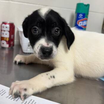 Terrier Dogs Available for Adoption in Birmingham, Alabama - Doc | PetCurious