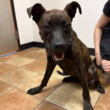 FWT Brick -  Mixed Breed Dog for Adoption in Midland, Texas - FWT Brick | PetCurious