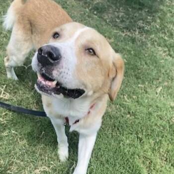 Rescue Great Pyrenees and Mixed Breed Dogs for Adoption in Dallas, Texas - Polar | PetCurious