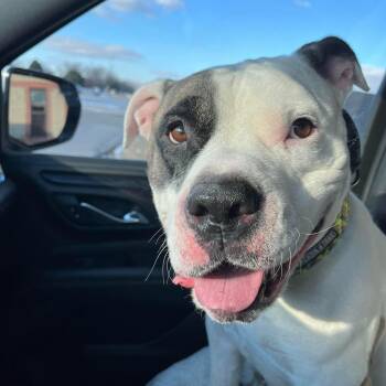 American Bully Dogs Available for Adoption in Plainfield, Illinois - Big Boy  | PetCurious