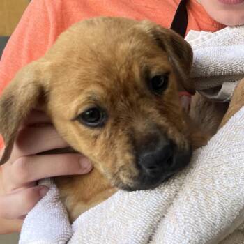 Yellow Labrador Retriever Dogs Available for Adoption in Austin, Texas - Raspberry Candy | PetCurious
