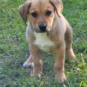 Mixed Breed Dogs Available for Adoption in Marion, Mississippi - Joey | PetCurious