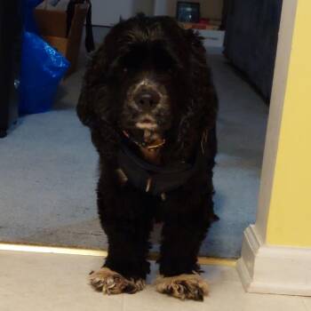 Shayla -  Cocker Spaniel Dog for Adoption in Austell, Georgia - Shayla | PetCurious