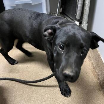 Mixed Breed Dogs Available for Adoption in Chattanooga, Tennessee - Charlotte | PetCurious