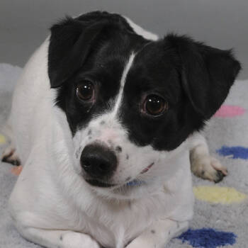 Rescue Chihuahua Dogs for Adoption in Houston, Texas - Ashley | PetCurious