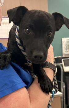 Jax -  Patterdale Terrier Fell Terrier and Mixed Breed Dog for Adoption in Fishers, Indiana - Jax | PetCurious