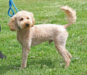 Poodle and Golden Retriever Dogs Available for Adoption in Marietta, Ohio - Ferris | PetCurious