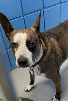 Leo -  Australian Cattle Dog Blue Heeler Dog Available for Adoption in Hartsville, South Carolina - Leo | PetCurious