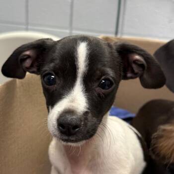 Eric -  Mixed Breed Dog for Adoption in West Olive, Michigan - Eric | PetCurious