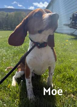 Beagle Dogs Available for Adoption in Lexington, Massachusetts - Moe | PetCurious