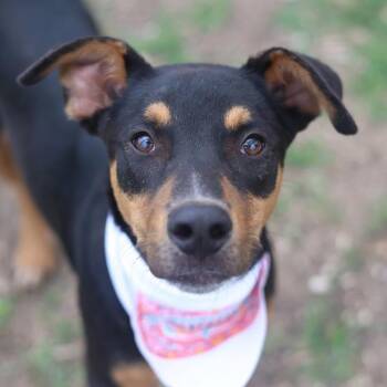 Doberman Pinscher Dogs Available for Adoption in San Antonio, Texas - MEL | PetCurious