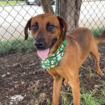 Loretta -  Labrador Retriever Dog for Adoption in Columbia, South Carolina - Loretta | PetCurious