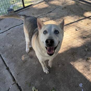 Bizkit James -  Husky and German Shepherd Dog Dog for Adoption in Hanna City, Illinois - Bizkit James | PetCurious