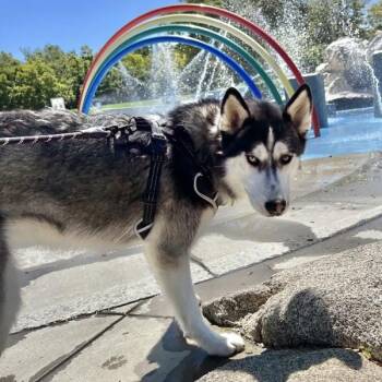 Snickerdoodle -  Siberian Husky Dog for Adoption in Dublin, California - Snickerdoodle | PetCurious