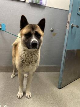 Rescue Akita Dogs for Adoption in Las Vegas, Nevada - CLEM | PetCurious