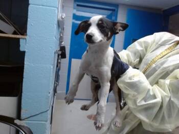 Australian Cattle Dog Blue Heeler and Mixed Breed Dogs Available for Adoption in Albuquerque, New Mexico - SPECKLES | PetCurious