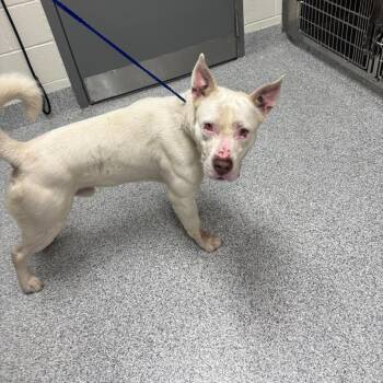 American Staffordshire Terrier and Mixed Breed Dogs Available for Adoption in Grand Rapids, Michigan - Petey | PetCurious