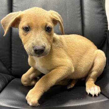 Quay -  Shepherd and Husky Dog for Adoption in South Elgin, Illinois - Quay | PetCurious