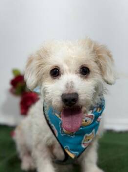 Schnoodle and Maltipoo Dogs Available for Adoption in Carlsbad, California - Pudding-One Of Our Amazing Rescue Dogs | PetCurious